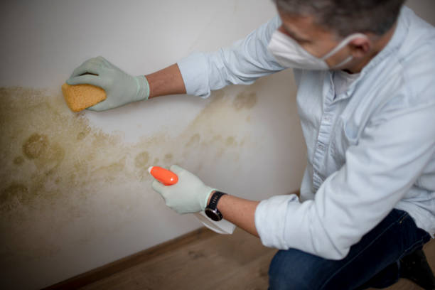 Best Certified Mold Removal  in Parma, ID