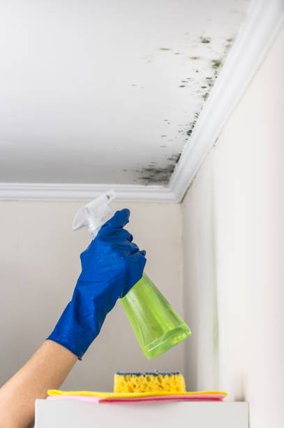 Best Black Mold Removal  in Parma, ID
